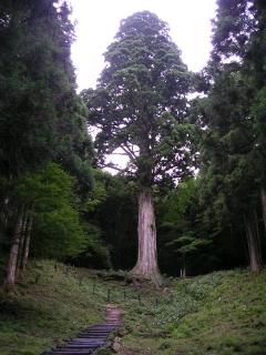 滑沢林道　樹齢400年の太郎杉