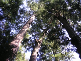 杉の大木が聳える、太古の森
