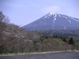 西臼塚PA　散り際の桜と富士山のコントラストが美しい