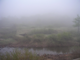 田代平湿原　霧というより雲の中ですね
