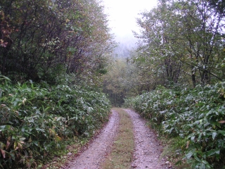峠付近は熊笹に囲まれた幅員の狭い道
