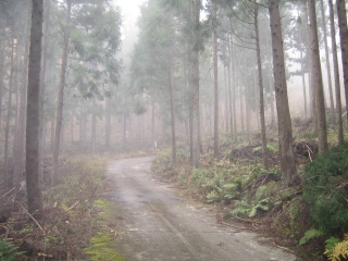 迷い込んだ林道　舗装されてるが苔と霧で…