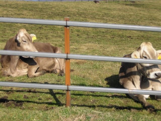 最後は牧場　飴色の牛が寝そべってます