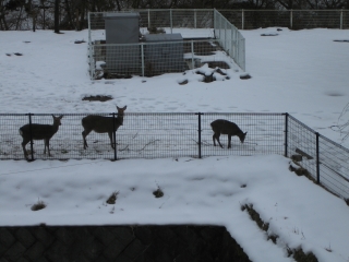 雪の中、鹿が餌を探してました
