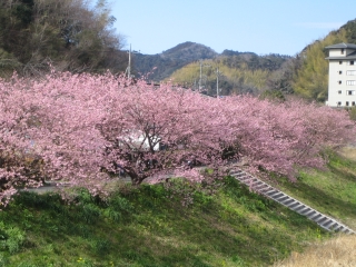青野川沿いで一足早く咲き誇る桜花