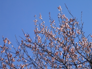 梅は咲いたか桜はまだかいな