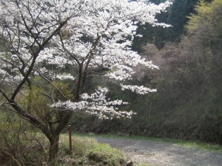 林道脇に咲く桜　風流ですなぁ