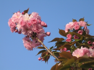 綺麗な八重桜が咲いてました
