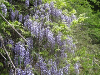 薄紫の藤　花が野山に溢れる季節ですねぇ