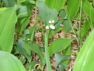 これがスズラン　小さな小さな白い花