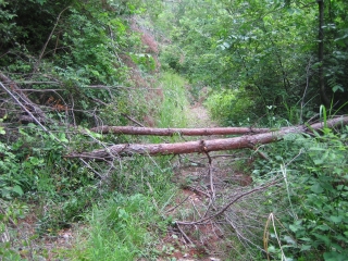荒ヶ峠林道　左側は倒木で通行不可