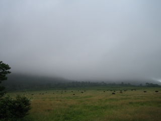 三瓶山は雲の中　牧場の牛がせめてもの慰め