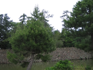 松江城　天守閣が一応見えました