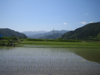 日本全国、ちょうど田植えが終わった季節です