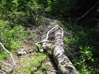 林道を斜めに塞ぐ直径40cmの倒木