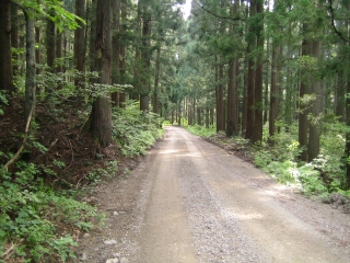 県道258 走りやすい林間のダート