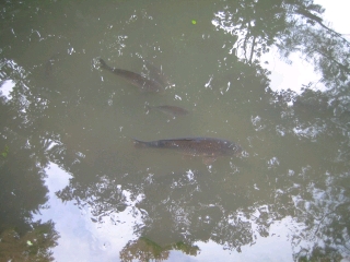 庭の池には鯉も泳いでおりました