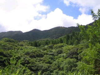 亜熱帯性の常緑広葉樹林が広がります