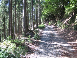林間を進む登り勾配の峠道