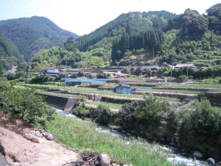 東陽村の生姜畑