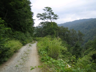 岩根沢林道の最終区間は谷沿いの道