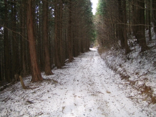 雪化粧した春埜山支線林道