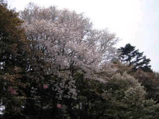 桜も多少残っていました