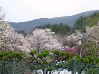 花場集落にて　桜と鯉幟