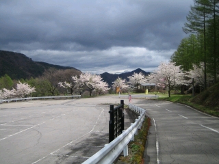 武石観光センター周辺は桜が満開