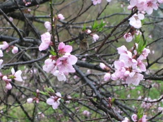 健気に桜が咲いてます