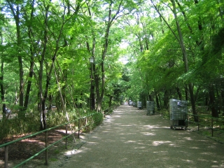 下鴨神社参道　糺の森