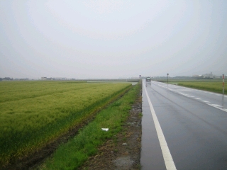 嶺北・福井平野の麦畑を快走