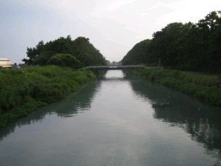 大幡川　ボラの群れが泳いでました