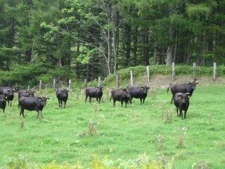 通りがかった牧場で牛の群れにメッチャ注目されました