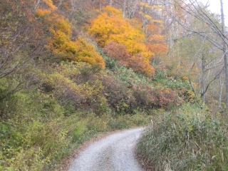 小荒沢林道　見目鮮やかな紅葉