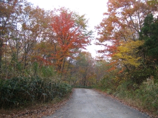 青野川沿いの紅葉　これまた綺麗でした