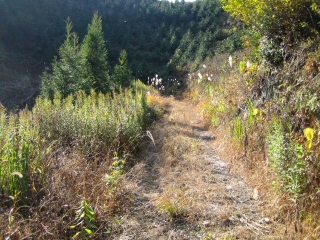 雑草に覆われた峠道を登る