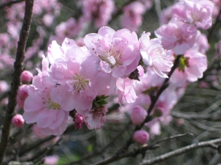 途中の民家で咲いてた桜　ソメイヨシノじゃなさそう