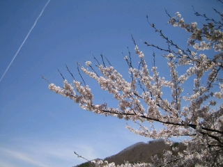桜も満開で良い天気　フジザクラかな？