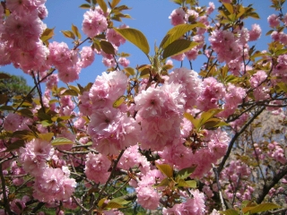 こちらは八重桜