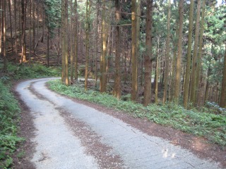 こんな感じの舗装林道でショートカット