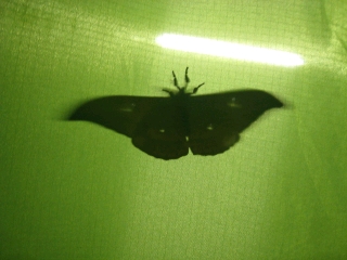 テントの外に大型の蛾…東屋の蛍光灯に寄ってきた