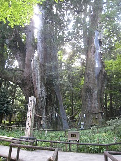 日本一の大杉　推定樹齢3000年