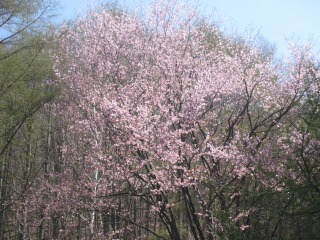 山桜が見頃でした