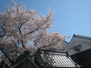 桜もきれいに咲いておりました
